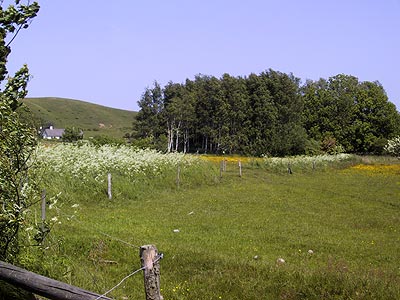 Kragemosens nordlige P-plads (P3) - kig mod øst-nordøst.  Juni 2003  (MWH)
